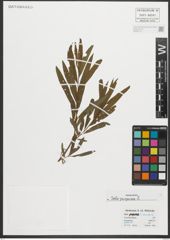 Foto von Salix purpurea L.